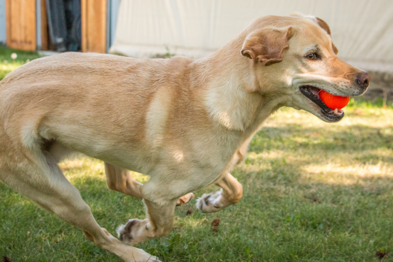 Hutch running with a ball in his mouth.