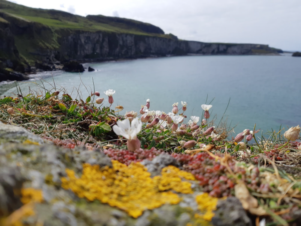 Flowers in the forefront with the Ocean in the background.