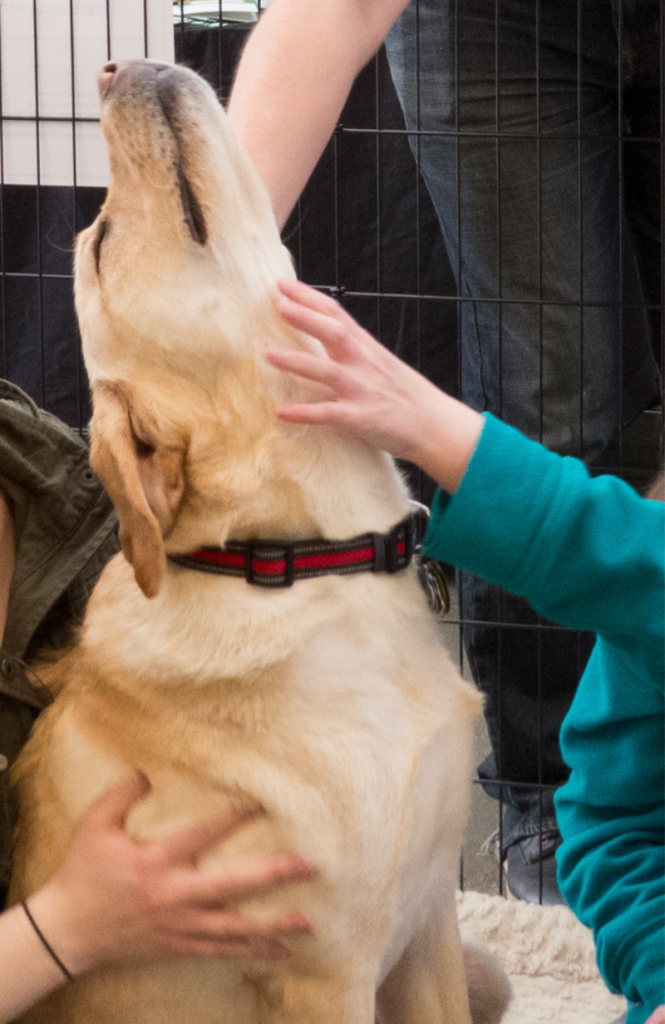 Hutch enjoying students petting him