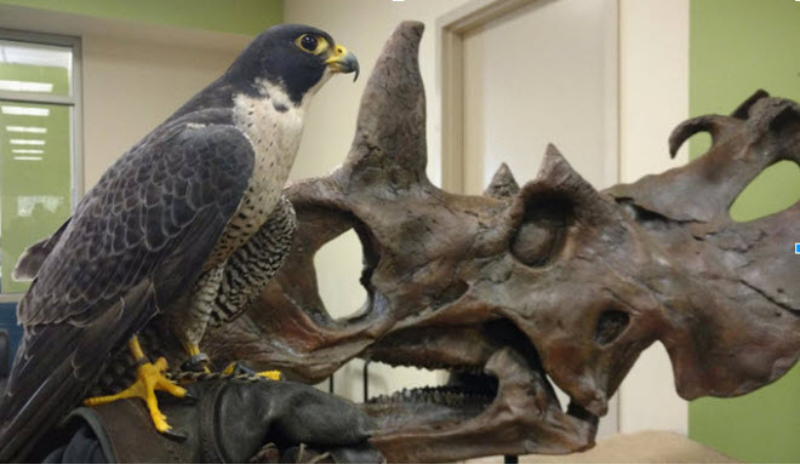 An eagle stands on a gloved hand. Dinosaur fossil in the background.