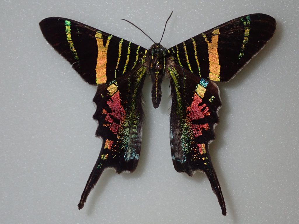 Urania sloanus - moth