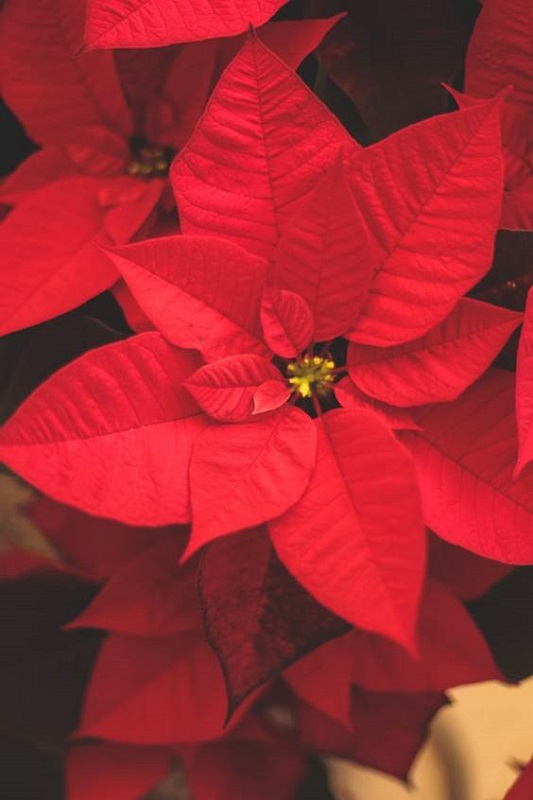 Photo of red poinsettia plant.