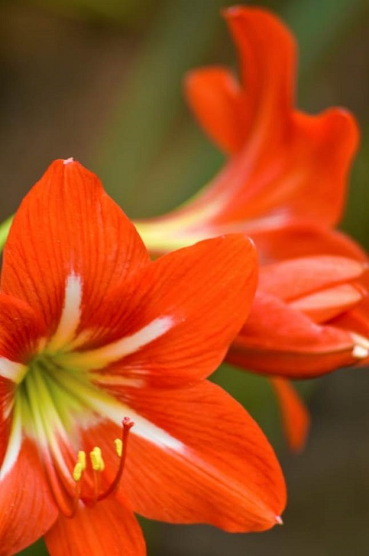 Photo of orange-red amaryllis.