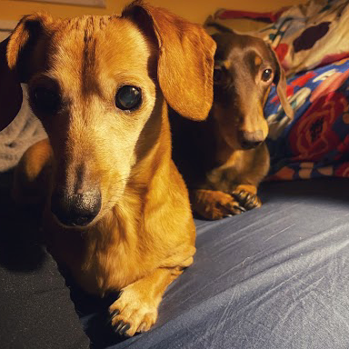 Ainsley & Monty the dachshunds