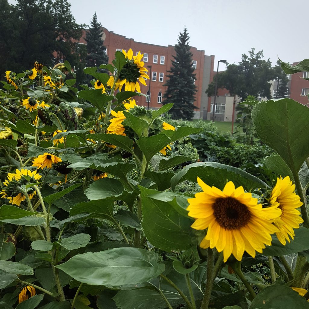 les jardins communautaire Campus Saint-Jean