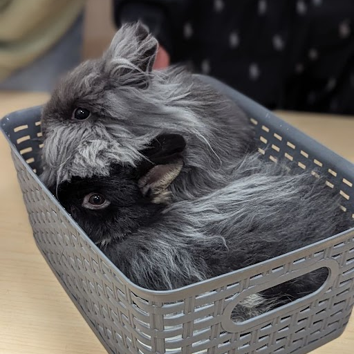 two fluffy bunnies sit in a basket