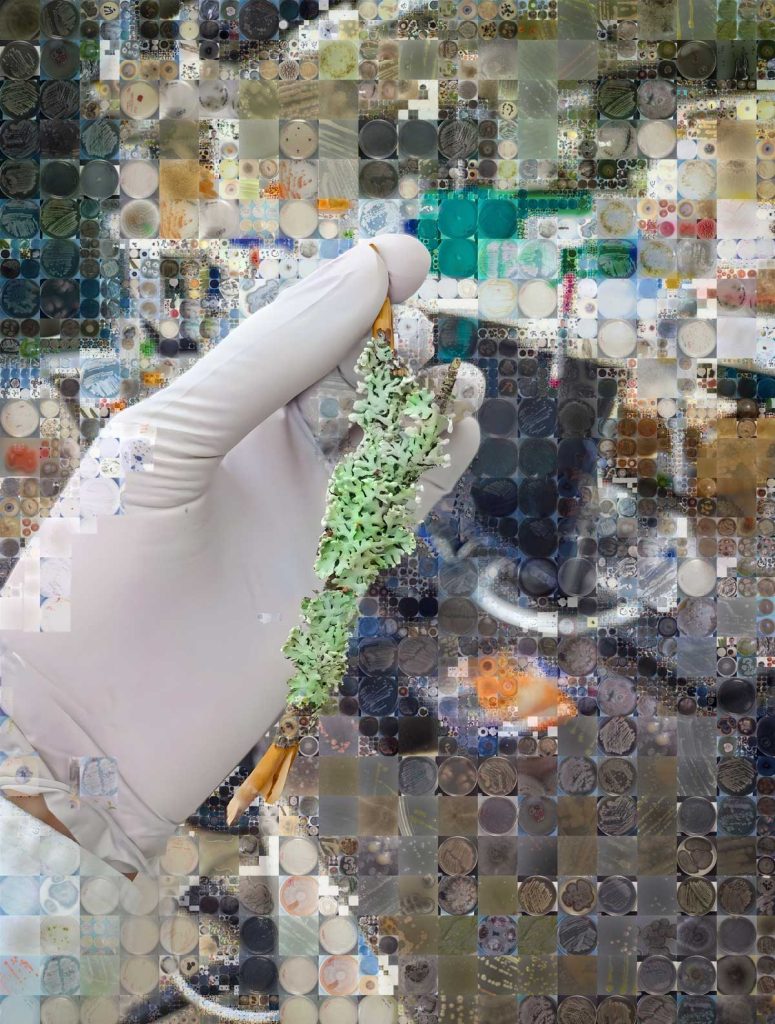 A digital mosaic shows a hand holding a lichen, made from images of diverse microbial colonies derived from it.