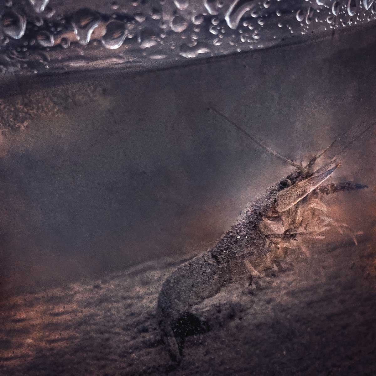 A close up of a crayfish in ash water reaching towards the surface of the water.